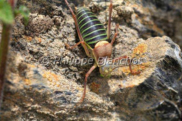 ephippiger ephippiger.JPG - Ephippigère des vignesEphippiger ephippigerOrthoptera, TettigoniidaeFrance